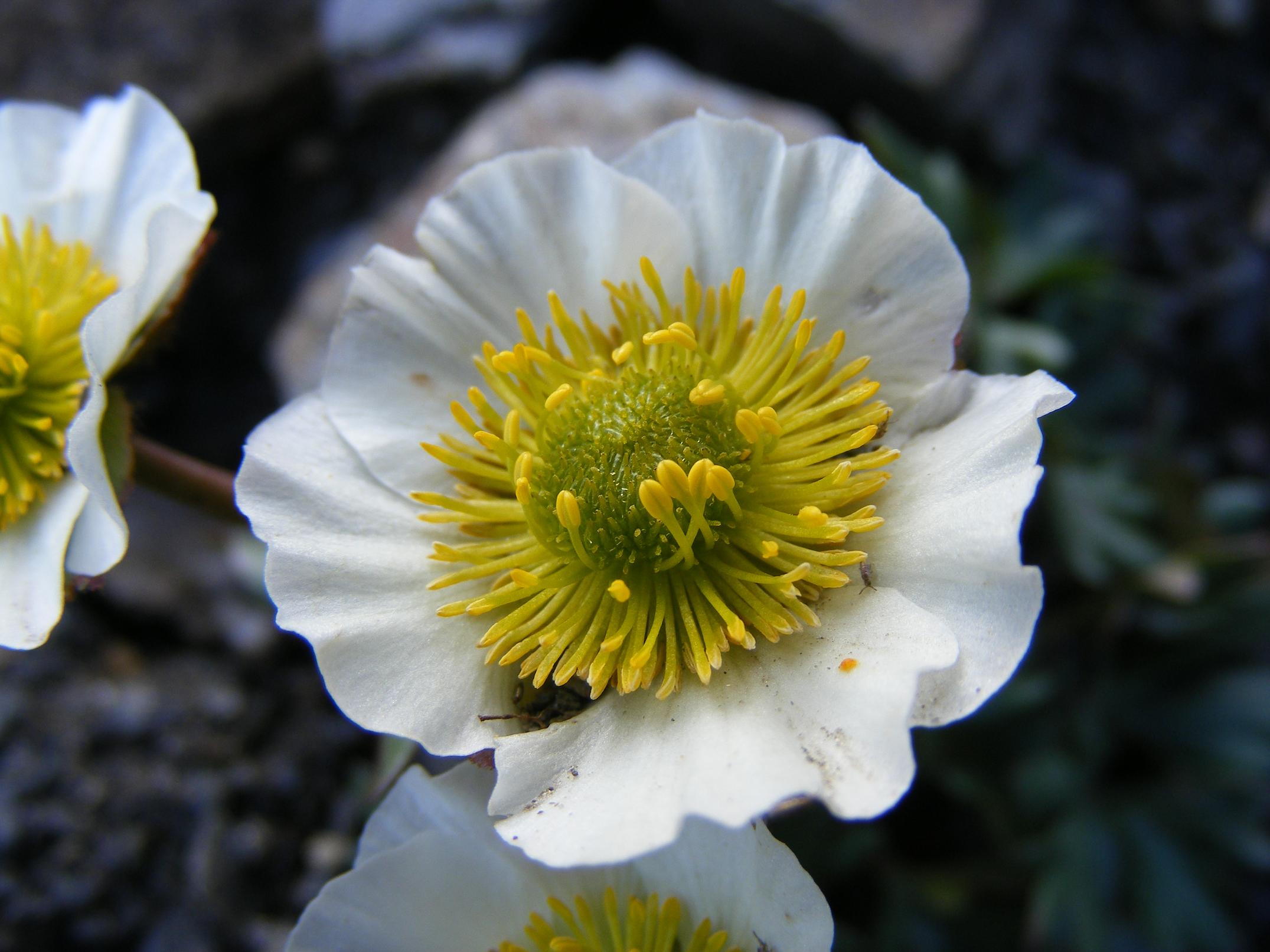 Sentieri ferrati, sentieri fioriti: i fiori dell''Albiolo